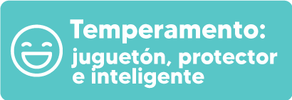 temperamento-york