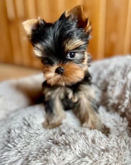yorkshire-cachorro