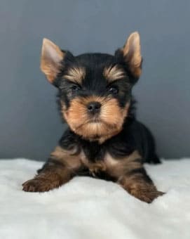 yorkshire-cachorro2