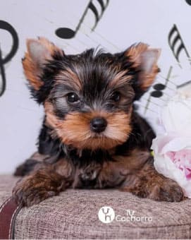yorkshire-cachorro3