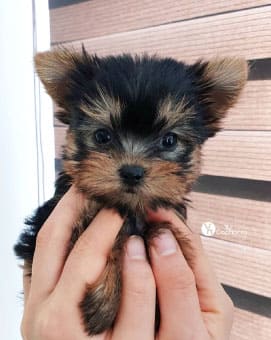 yorkshire-cachorro4
