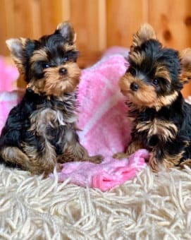 yorkshire-cachorro5